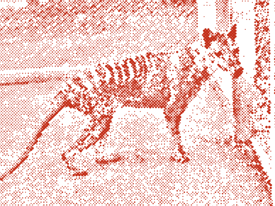 Thylacine at Beaumaris Zoo, Hobart, photographed by Ben Sheppard
